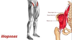 Sitka Back Pain and Iliopsoas Muscle Link