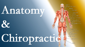Arctic Chiropractic, Sitka proudly delivers chiropractic care based on knowledge of anatomy to diagnose and treat spine related pain.