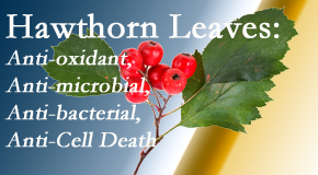 Arctic Chiropractic, Sitka presents new research regarding the flavonoids of the hawthorn tree leaves’ extract that are antioxidant, antibacterial, antimicrobial and anti-cell death. 