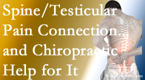 Arctic Chiropractic, Sitka explains recent research on the connection of testicular pain to the spine and how chiropractic care helps its relief.