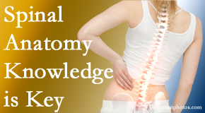 Arctic Chiropractic, Sitka understands spinal anatomy well – a benefit to everyday chiropractic practice!