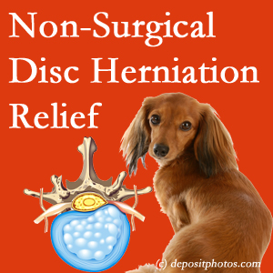 Often, the Sitka disc herniation treatment at Arctic Chiropractic, Sitka successfully reduces back pain for those with disc herniation. (Veterinarians treat dachshunds’ discs conservatively, too!) 