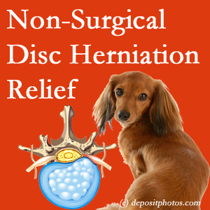 Often, the Sitka disc herniation treatment at Arctic Chiropractic, Sitka successfully reduces back pain for those with disc herniation. (Veterinarians treat dachshunds’ discs conservatively, too!)