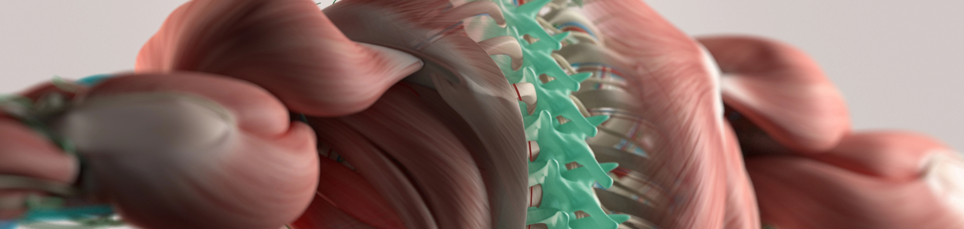 Sitka thoracic spine